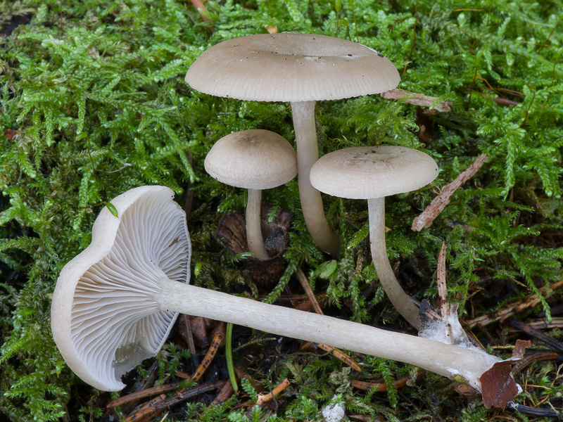 Clitocybe ditopus